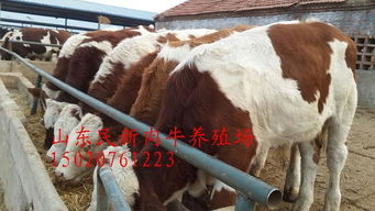 信陽小黃牛價格 農(nóng)副產(chǎn)品欄目